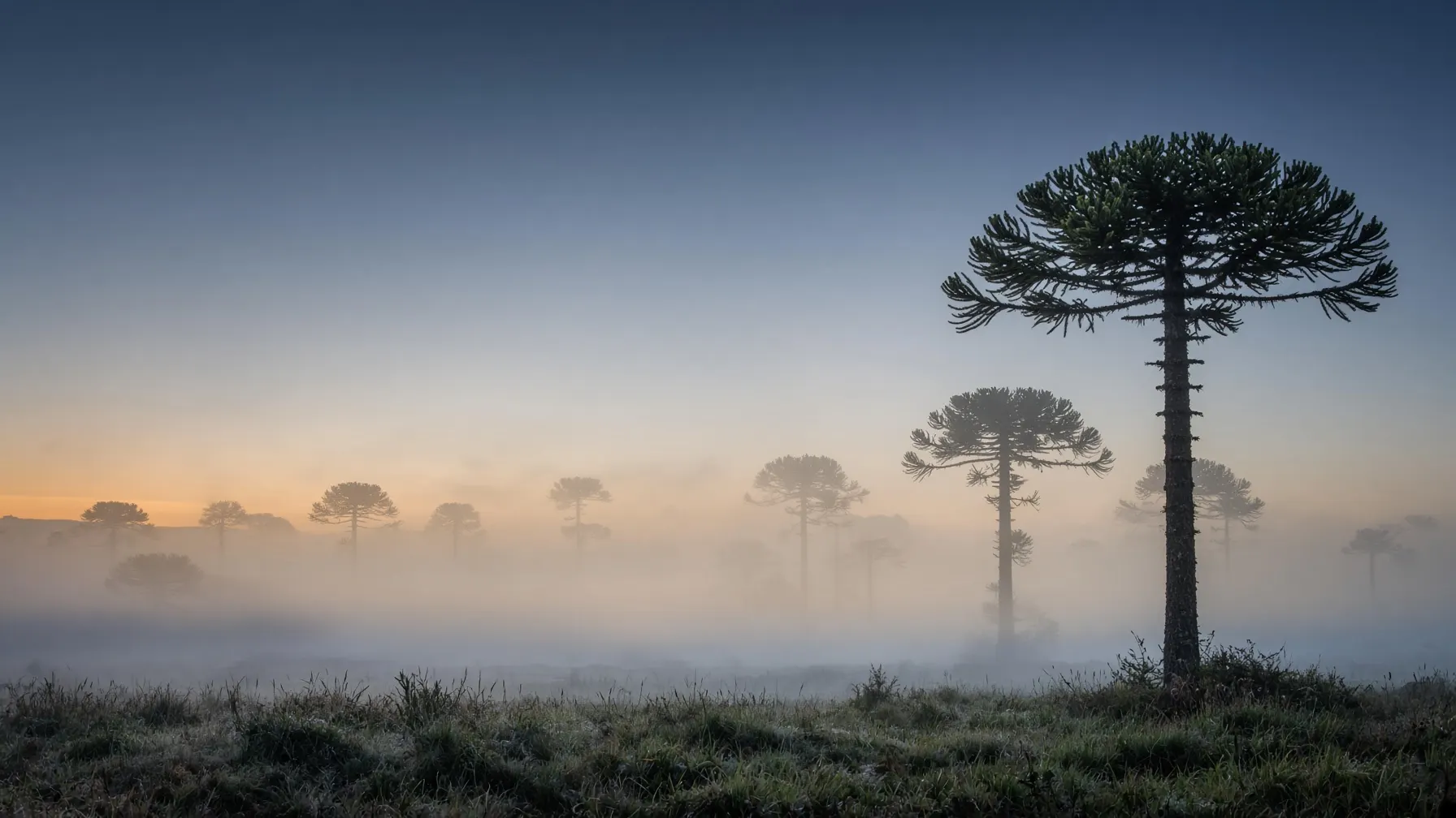 Ilustração gerada por IA: araucárias na névoa ao amanhecer, num campo do Sul.